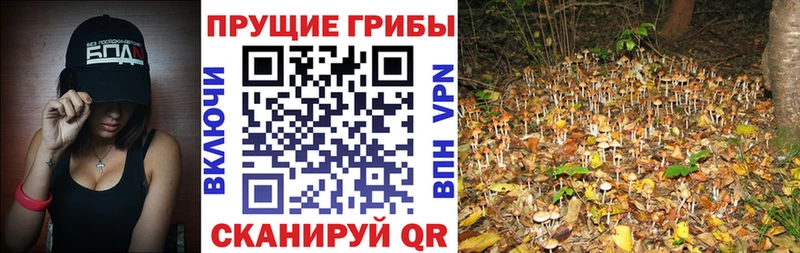 купить наркоту  Мурино  Псилоцибиновые грибы прущие грибы 